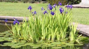 vijver: moeras-, drijfplanten waterlelies