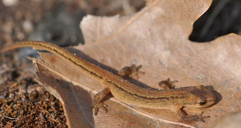 Kikkers, padden en salamanders in je vijver Vijverhandboek